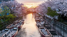 Suigo Fluss gesäumt von Kirchbäumen in Fukuoka, Japan