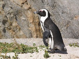 Pinguin in Südafrika