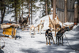 Huskyfarm in Finnland