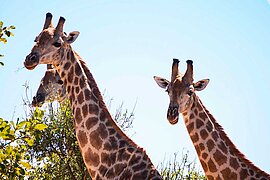 Safari in Südafrika