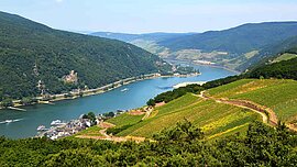 Rheinteil bei Rüdesheim mit Weinbergen, Deutschland