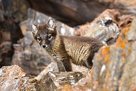 Polarfuchs, Island