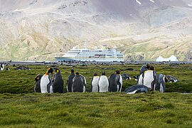 Fortuna Bay, Südgeorgien, Britische Überseegebiete