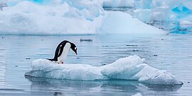 Pinguin, Antarktis