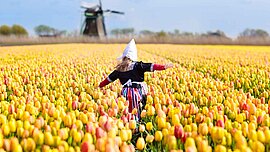 Tulpenfelder in der Nähe vom Keukenhof, Niederlande