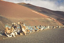 Wüstenlandschaft auf Teneriffa, Kanarische Inseln, Spanien