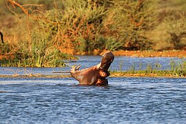 Nilpferd im Reservat bei Walfischbai, Namibia