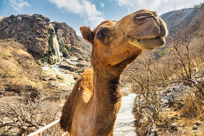 Wadi Darbat, Salalah, Oman