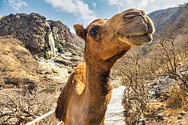 Wadi-Darbat, Salalah, Oman