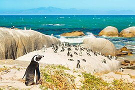 Kolonie afrikanischer Pinguine bei Kapstadt, Südafrika