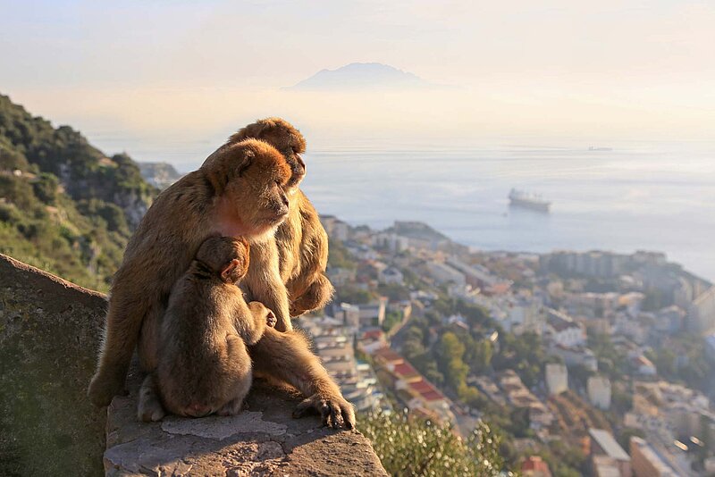 Felsen von Gibraltar, , Vereinigtes Königreich