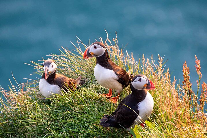 Papageientaucher an den Klippen von Island