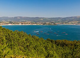 Miesmuschelbänke, Vigo, Spanien