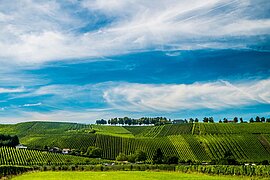 Weinberge in Remich, Luxemburg