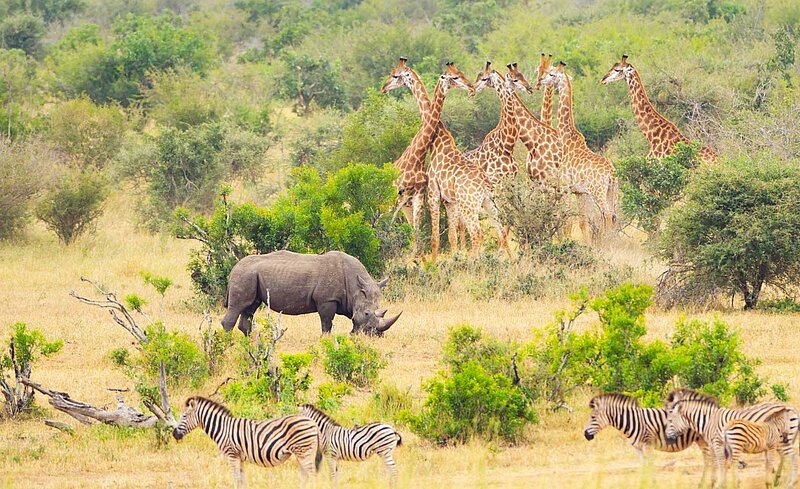 Safari in Südafrika