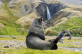 Fortuna Bay, Südgeorgien, Britische Überseegebiete