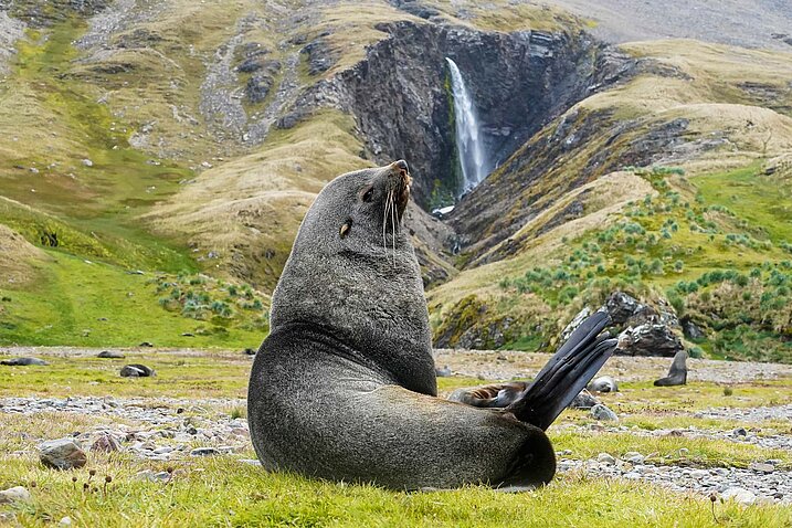 Fortuna Bay, Südgeorgien, Britische Überseegebiete