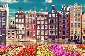 Tulpen in Amsterdam, Niederlande